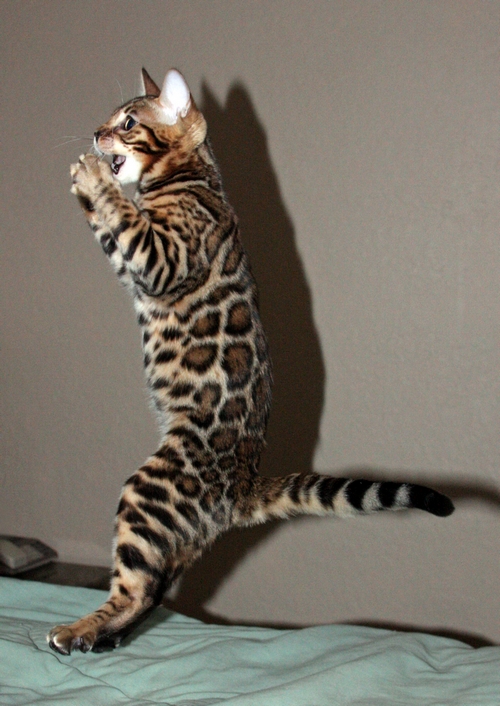 Bengal Kittens San Diego